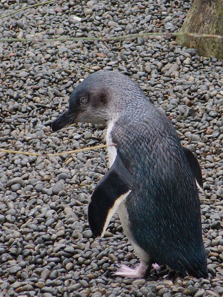 little-blue-penguins-korora-Auckland-Zoo-2013-07-24-IMG 2820