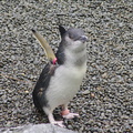little-blue-penguins-korora-Auckland-Zoo-2013-07-24-IMG_2823.jpg