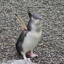 little-blue-penguins-korora-Auckland-Zoo-2013-07-24-IMG 2823