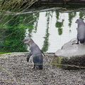little-blue-penguins-korora-Auckland-Zoo-2013-07-24-IMG 2824
