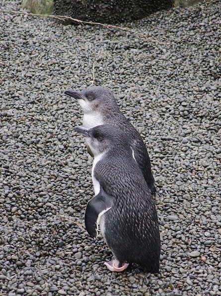 little-blue-penguins-korora-Auckland-Zoo-2013-07-24-IMG_2827.jpg