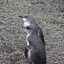 little-blue-penguins-korora-Auckland-Zoo-2013-07-24-IMG 2827