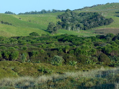 lowland-wetland-forest-from-campsite-Tawharanui-2013-07-07-IMG 2405