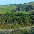 lowland-wetland-forest-from-campsite-Tawharanui-2013-07-07-IMG 2405
