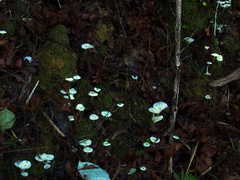 luminous-white-fungi-Ecology-Walk-Tawharanui-2013-07-07-IMG 2469