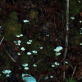 luminous-white-fungi-Ecology-Walk-Tawharanui-2013-07-07-IMG 2469