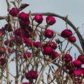 magnolia-globose-burgundy-flowers-Auckland-23-07-2011-IMG 9453