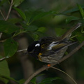 male-stitchbird-Notiomystis-cincta-Wattle-Track-Tiritiri-Matangi-2013-07-21-IMG 9696