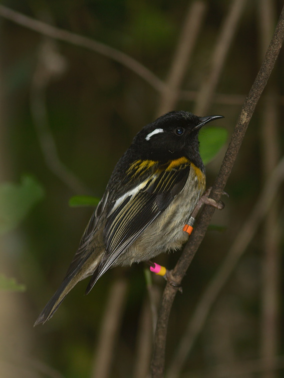 male-stitchbird-Notiomystis-cincta-Wattle-Track-Tiritiri-Matangi-2013-07-21-IMG 9707