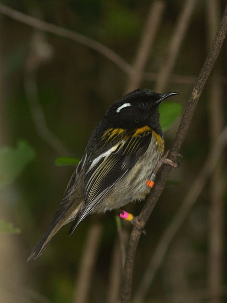 male-stitchbird-Notiomystis-cincta-Wattle-Track-Tiritiri-Matangi-2013-07-21-IMG_9707.jpg