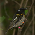 male-stitchbird-Notiomystis-cincta-Wattle-Track-Tiritiri-Matangi-2013-07-21-IMG 9707