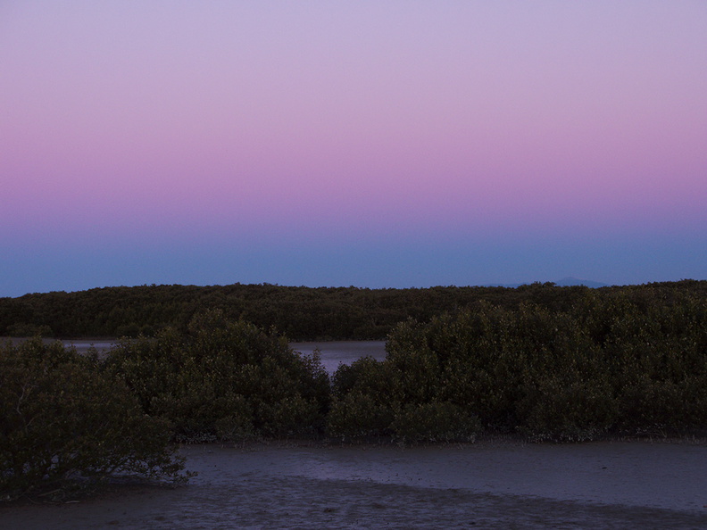 mangroves-at-sunset-Miranda-Shorebird-Reserve-01-07-2011-IMG 9065
