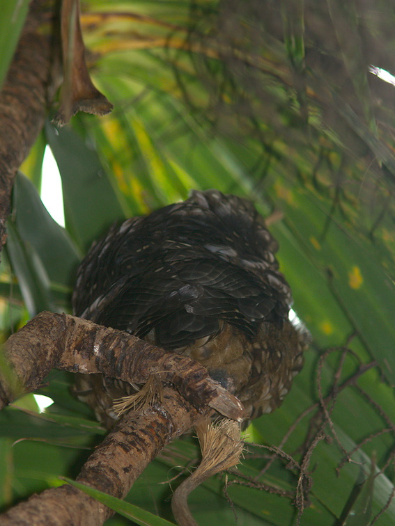 morepork-owl-Ninox-novaeseelandiae-roosting-in-cabbage-tree-Wattle-Track-Tiritiri-Matangi-2013-07-21-IMG 9729