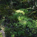 moss-light-green-Rangitoto-summit-track-26-07-2011-IMG_9494.jpg