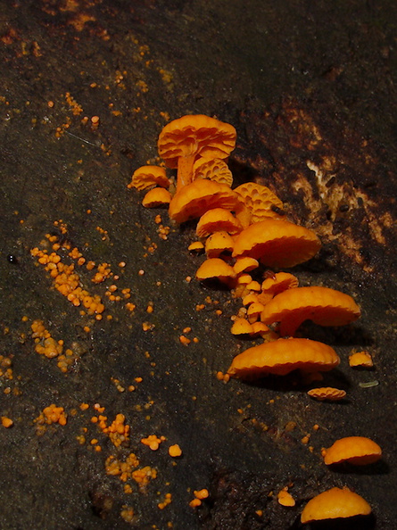 orange-bracket-fungus-Heritage-Track-Shakespear-Park-Auckland-2013-07-04-IMG_2253.jpg