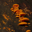 orange-bracket-fungus-Heritage-Track-Shakespear-Park-Auckland-2013-07-04-IMG 2253