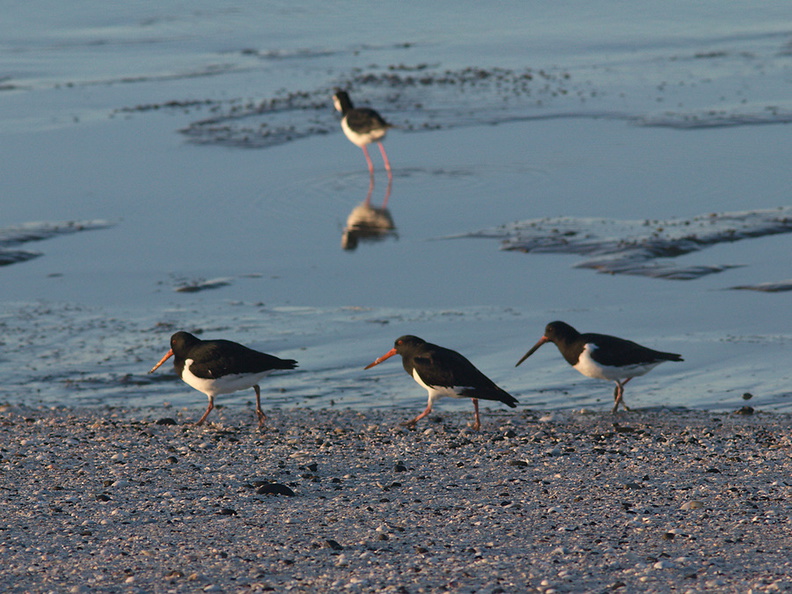 oystercatchers-Rays-Rest-Miranda-Bird-Reserve-2013-07-01-IMG_8663.jpg