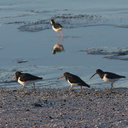 oystercatchers-Rays-Rest-Miranda-Bird-Reserve-2013-07-01-IMG 8663
