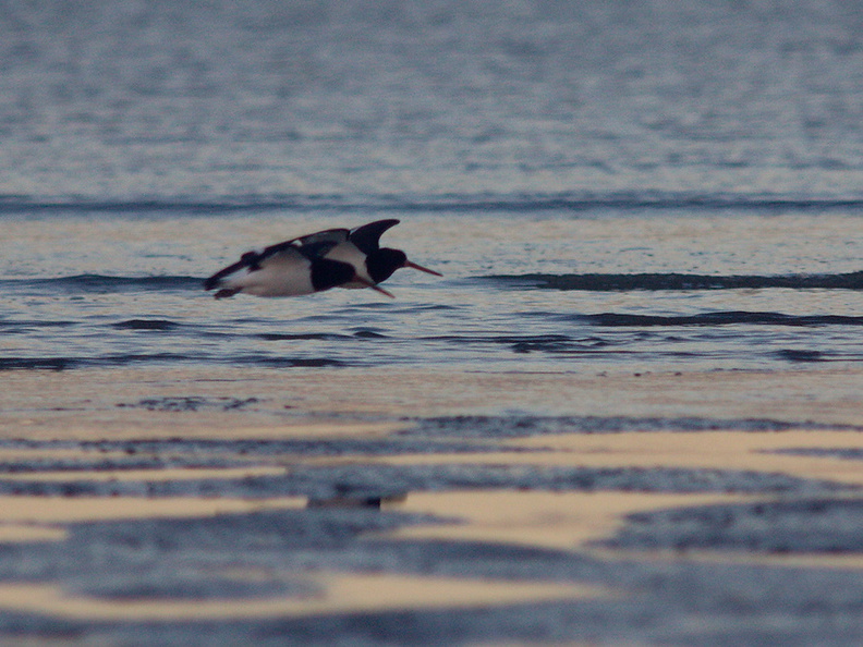 oystercatchers-Rays-Rest-Miranda-Bird-Reserve-2013-07-01-IMG_8734.jpg