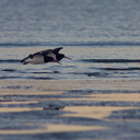 oystercatchers-Rays-Rest-Miranda-Bird-Reserve-2013-07-01-IMG 8734