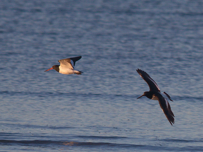oystercatchers-and-pied-stilts-Rays-Rest-Miranda-Bird-Reserve-2013-07-01-IMG_8702.jpg
