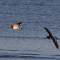 oystercatchers-and-pied-stilts-Rays-Rest-Miranda-Bird-Reserve-2013-07-01-IMG 8702