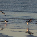oystercatchers-and-pied-stilts-Rays-Rest-Miranda-Bird-Reserve-2013-07-01-IMG 8703