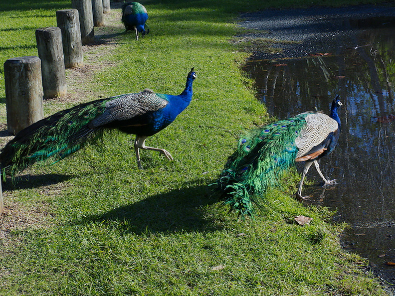 peacocks-at-Shakespear-Park-Auckland-2013-07-04-IMG_2307.jpg