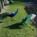 peacocks-at-Shakespear-Park-Auckland-2013-07-04-IMG 2307