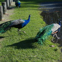 peacocks-at-Shakespear-Park-Auckland-2013-07-04-IMG 2307