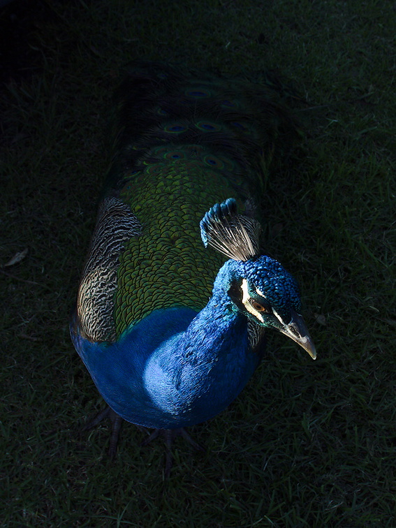 peacocks-at-Shakespear-Park-Auckland-2013-07-04-IMG 2318