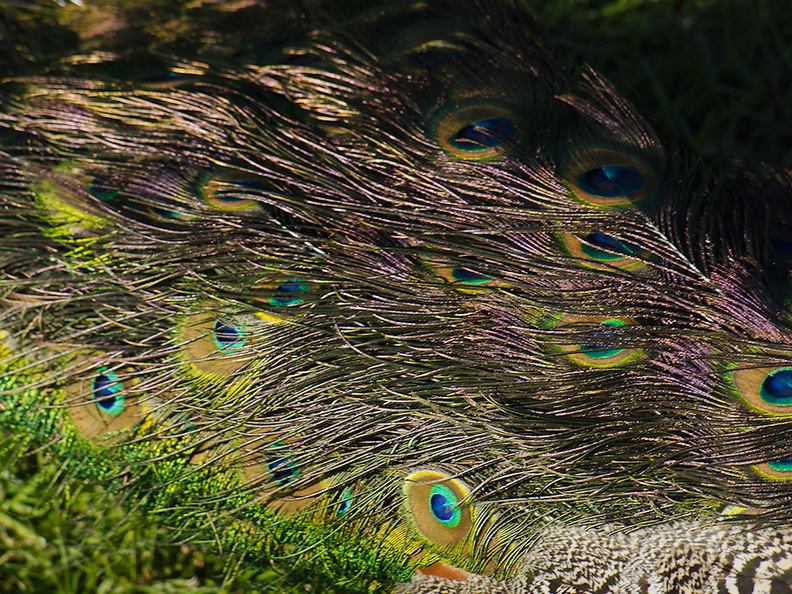 peacocks-at-Shakespear-Park-Auckland-2013-07-04-IMG_2325.jpg
