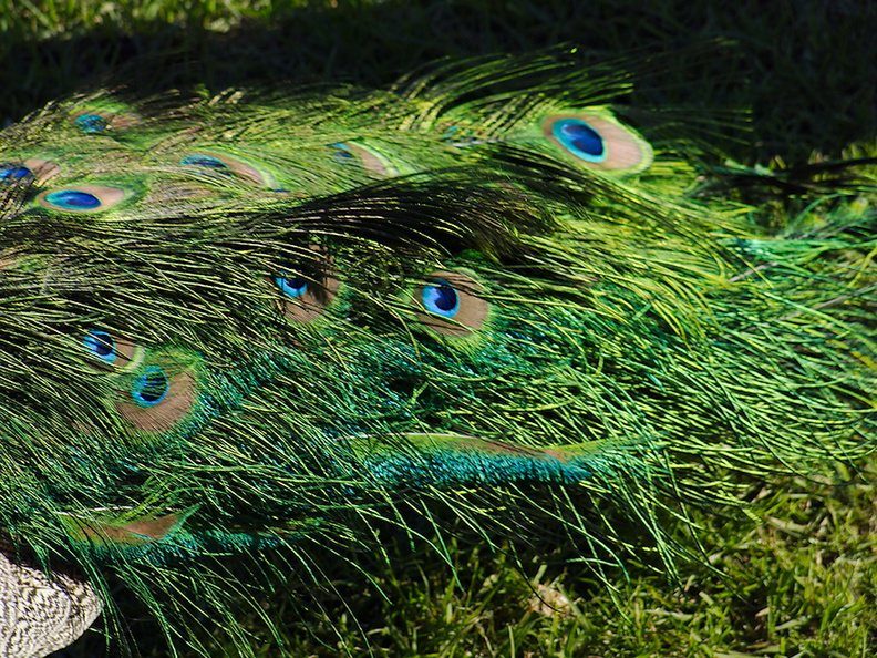 peacocks-at-Shakespear-Park-Auckland-2013-07-04-IMG_2334.jpg