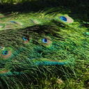 peacocks-at-Shakespear-Park-Auckland-2013-07-04-IMG 2334