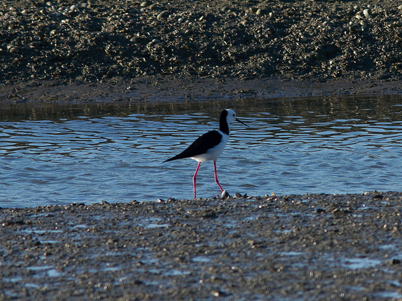 pied-stilts-Miranda-Shorebirds-Reserve-02-07-2011-IMG 2680