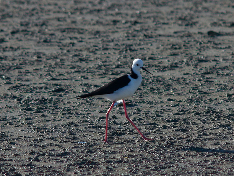 pied-stilts-Miranda-Shorebirds-Reserve-02-07-2011-IMG 2708