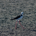 pied-stilts-Miranda-Shorebirds-Reserve-02-07-2011-IMG_2708.jpg