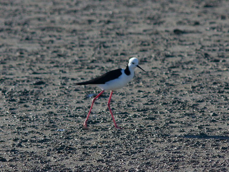 pied-stilts-Miranda-Shorebirds-Reserve-02-07-2011-IMG_2709.jpg