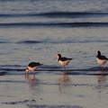 pied-stilts-Rays-Rest-Miranda-Bird-Reserve-2013-07-01-IMG 8698