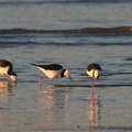 pied-stilts-Rays-Rest-Miranda-Bird-Reserve-2013-07-01-IMG 8718 v2