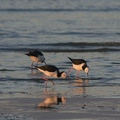 pied-stilts-Rays-Rest-Miranda-Bird-Reserve-2013-07-01-IMG_8720.jpg