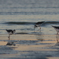 pied-stilts-Rays-Rest-Miranda-Bird-Reserve-2013-07-01-IMG 8729