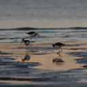 pied-stilts-Rays-Rest-Miranda-Bird-Reserve-2013-07-01-IMG 8747