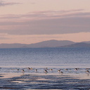 pied-stilts-and-oystercatchers-Rays-Rest-Miranda-Bird-Reserve-2013-07-01-IMG 2157