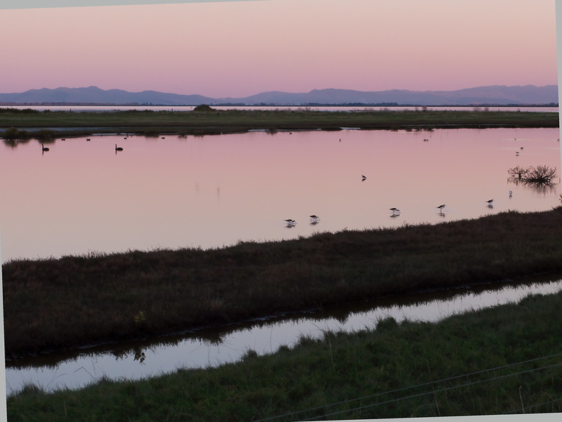 pied-stilts-at-sunset-Miranda-Shorebird-Reserve-01-07-2011-IMG 9048