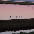 pied-stilts-at-sunset-Miranda-Shorebird-Reserve-01-07-2011-IMG 9054