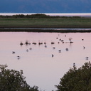pied-stilts-at-sunset-Miranda-Shorebird-Reserve-01-07-2011-IMG 9062