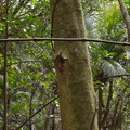 puriri-moth-exit-hole-in-young-puriri-tree-Perimeter-Track-Wenderholm-ARC-Reserve-2013-07-20-IMG_2763.jpg