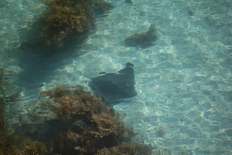rays-in-shallow-water-Tiritiri-Matangi-2013-07-21-IMG 9535