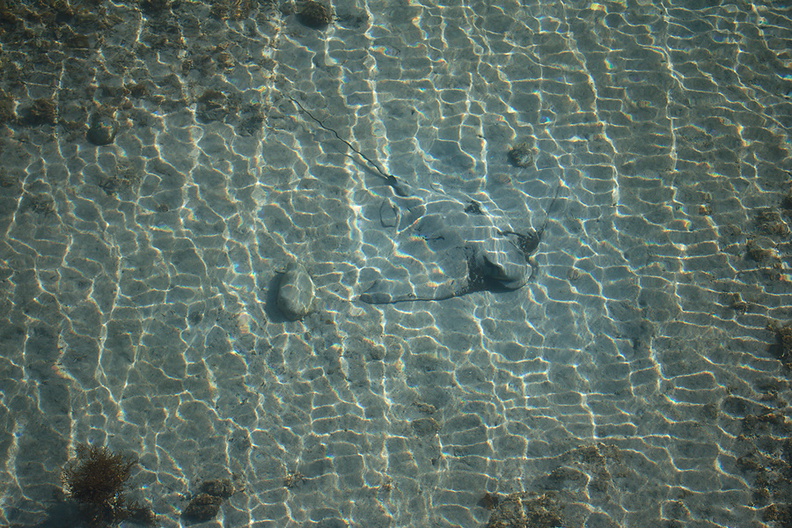 rays-in-shallow-water-Tiritiri-Matangi-2013-07-21-IMG_9541.jpg